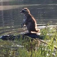Brave Raccoon Hitches A Ride On An Alligator