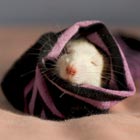 Cute Rat Photography