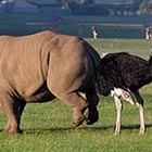 Rhino Goosed By Ostrich