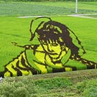 Amazing Japanese Rice Paddy Art