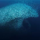 Sardines Form Giant Dolphin Shape