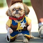 Little Dog Dressed Up As Sheriff