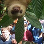 Funny Sloth Photobomb