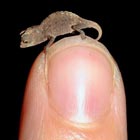 World’s Smallest Chameleon