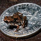 World’s Smallest Frog