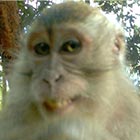 Smiling Monkey