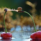 Snails Kissing on Cherries