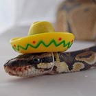 Snakes Wearing Tiny Hats