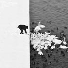 A Man Feeding Swans in the Snow