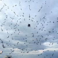 Dozens of Mosquitoes Trapped In Spider-Web