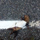 Highway Workers Paint White Line Over Squashed Polecat
