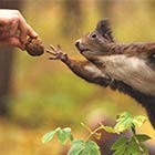 Michelangelo's Painting "The Creation of Adam" Recreated by Squirrel
