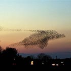Starlings Form Dolphin Shape Chased by Killer Whale
