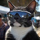 Cute Cat Posing with Glasses