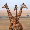 Three Giraffes Appear To Blend Into One