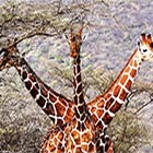 Three-Headed Giraffe