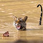 Scaredy Cat Tiger Frightened By A Floating Leaf