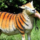 Tiger Sheep: Tiger Body Stripes Painted on Sheep
