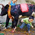 Another Bizarre Ritual of Crawling Under A Cow During Diwali Festival In Nepal