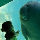 Toddler Gazes at a Manatee