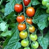 Beautiful Living Tomato Ripeness Chart