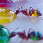Translucent Ants Photographed Eating Colored Liquids