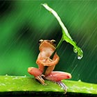 Tiny Frog Shelters Under Leaf Umbrella