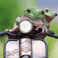 Tree Frogs Hopped Onto A Toy Vespa