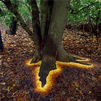 Artist Carefully Arranged Leaves Making The Tree Look Glow