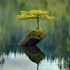 Tree Growing on Dead Log in the Middle of Lake