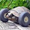 Tortoise Gets Wheels In Place Of Injured Legs