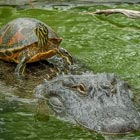Lazy Turtle Riding Alligator To Cross The Pond