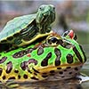 Turtle Riding Frog