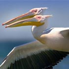 Two-Headed Pelican