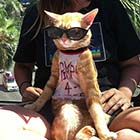 Ultra Cool Kitty