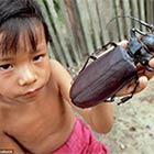 The Titan Beetle - World's Biggest Beetle