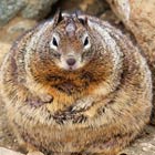 World’s Fattest Squirrel?