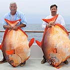 World's Largest Opah Fish