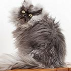 Colonel Meow - The Cat with World's Longest Fur